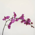 Phalaenopsis - Dark Purple (1 Stem) - Laflora.ae