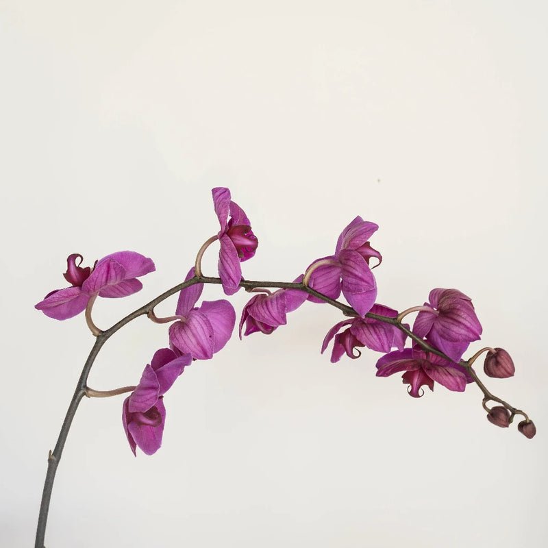 Phalaenopsis - Dark Purple (1 Stem) - Laflora.ae