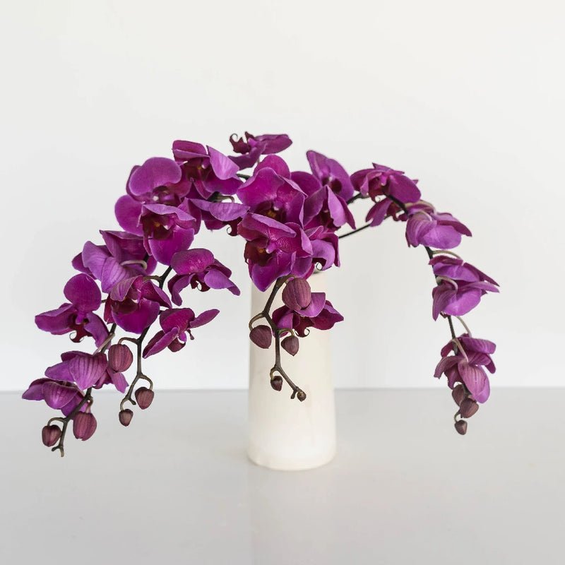 Phalaenopsis - Dark Purple (1 Stem) - Laflora.ae