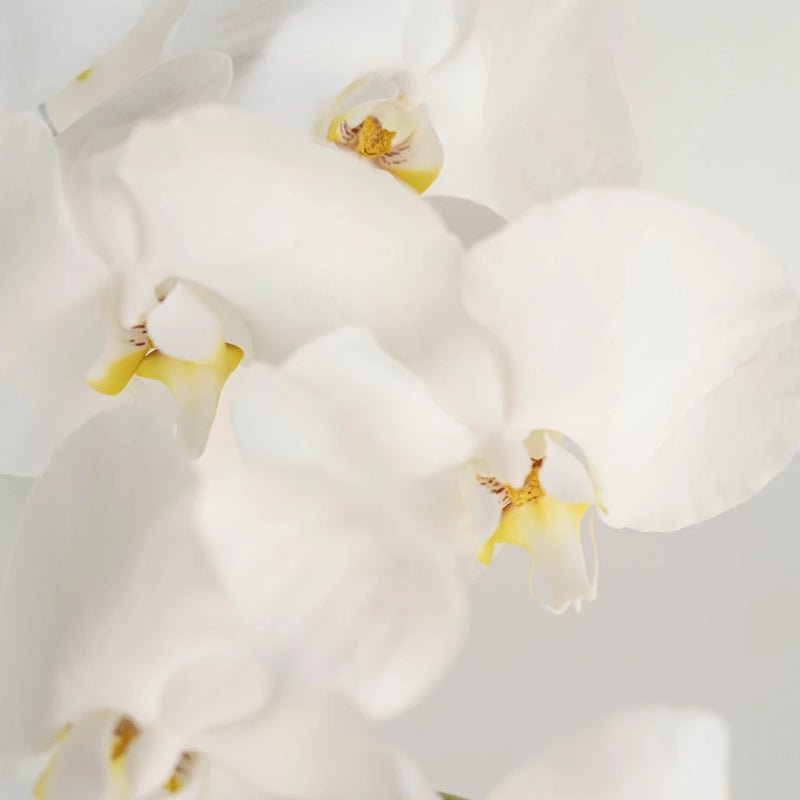 Phalaenopsis - White Orchid (1 Stem) - Laflora.ae