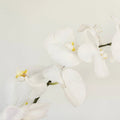 Phalaenopsis - White Orchid (1 Stem) - Laflora.ae