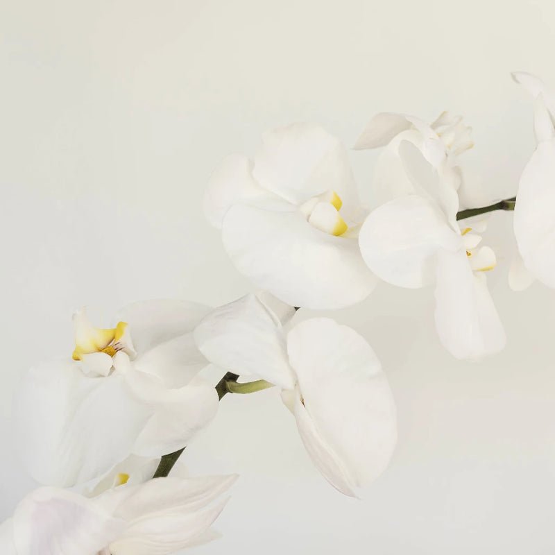Phalaenopsis - White Orchid (1 Stem) - Laflora.ae