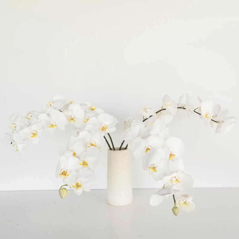 Phalaenopsis - White Orchid (1 Stem) - Laflora.ae