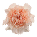 Carnation - Peach Wonder (20 Stems) - Laflora.ae