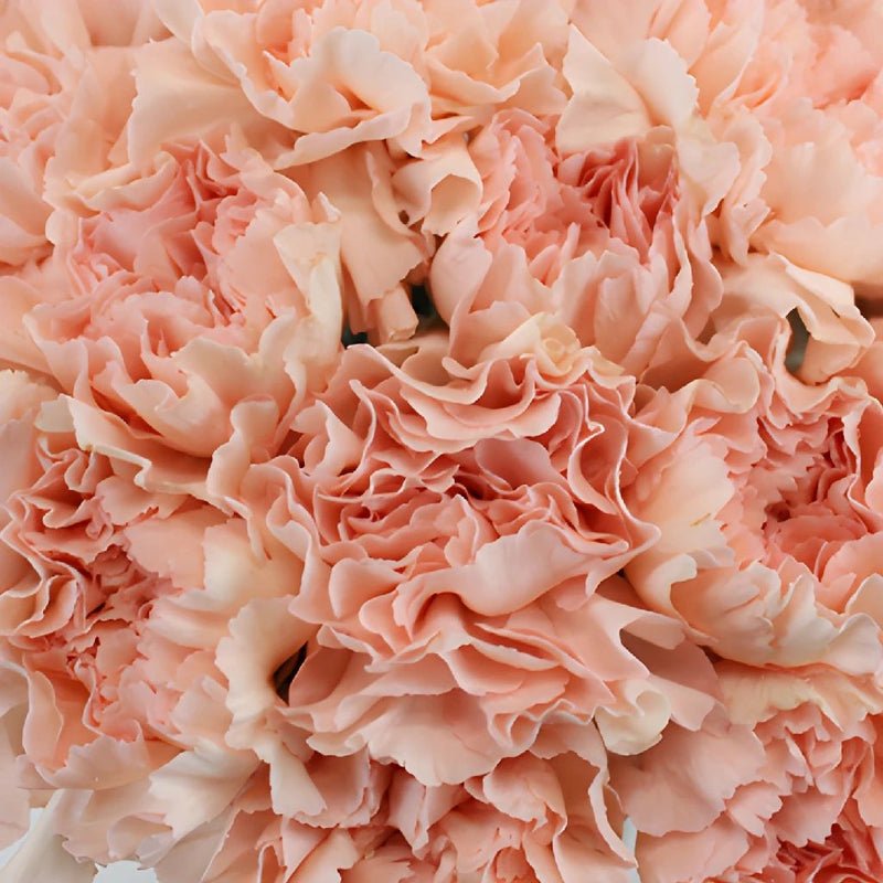 Carnation - Peach Wonder (20 Stems) - Laflora.ae
