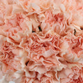 Carnation - Peach Wonder (20 Stems) - Laflora.ae