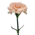 Carnation - Peach Wonder (20 Stems) - Laflora.ae