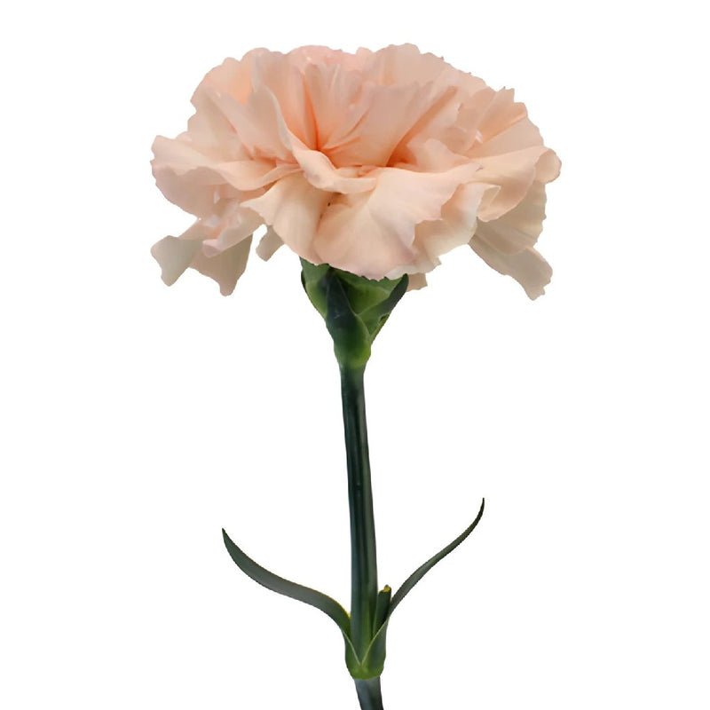 Carnation - Peach Wonder (20 Stems) - Laflora.ae