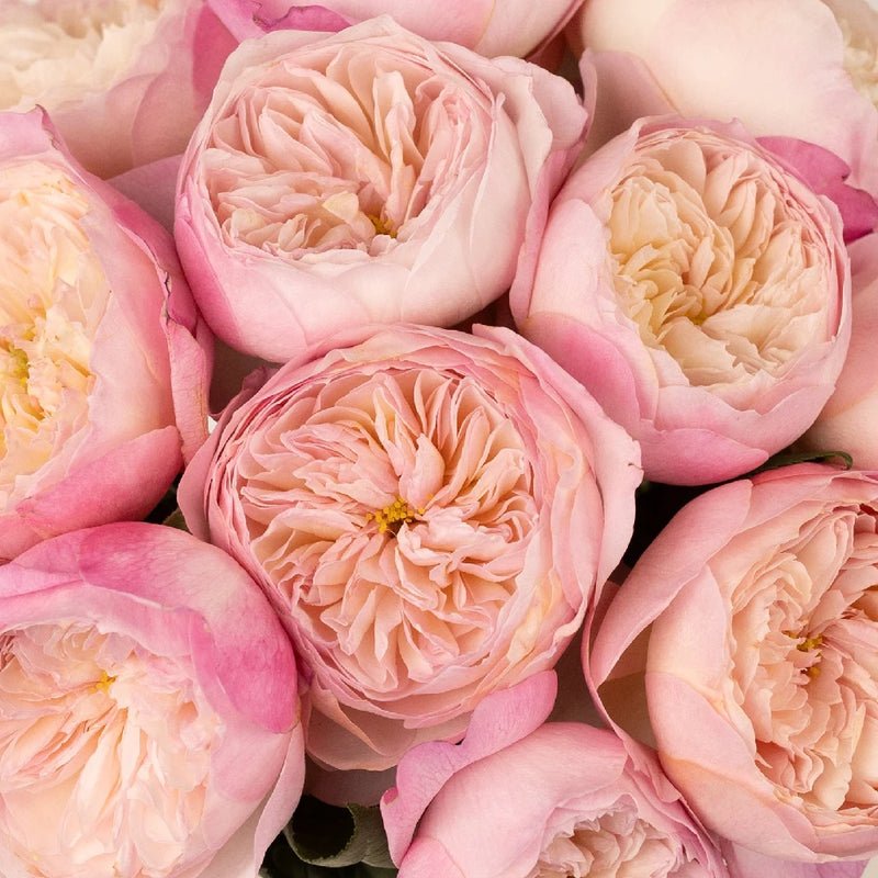 Garden Rose - David Austin Pink Cloud Constance (12 Stems) - Laflora.ae