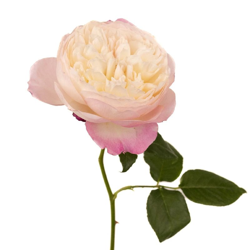 Garden Rose - David Austin Pink Cloud Constance (12 Stems) - Laflora.ae