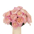 Garden Rose - David Austin Pink Cloud Constance (12 Stems) - Laflora.ae