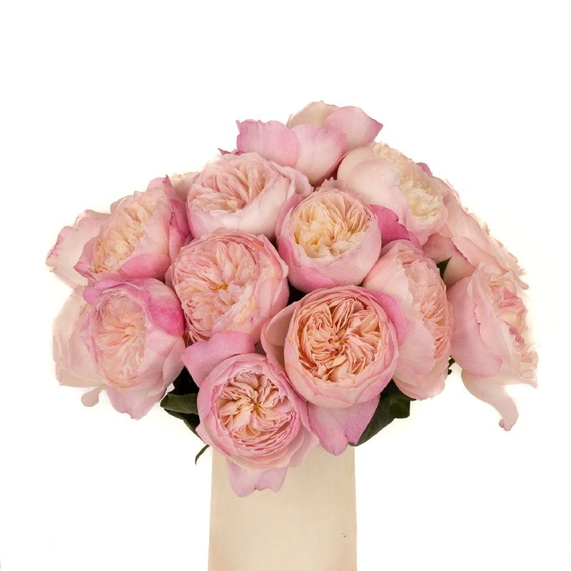 Garden Rose - David Austin Pink Cloud Constance (12 Stems) - Laflora.ae