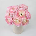 Ranunculus - Favola Cloony (10 Stems) - Laflora.ae