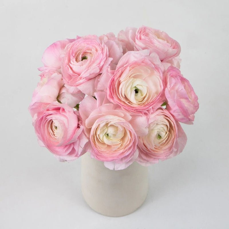 Ranunculus - Favola Cloony (10 Stems) - Laflora.ae