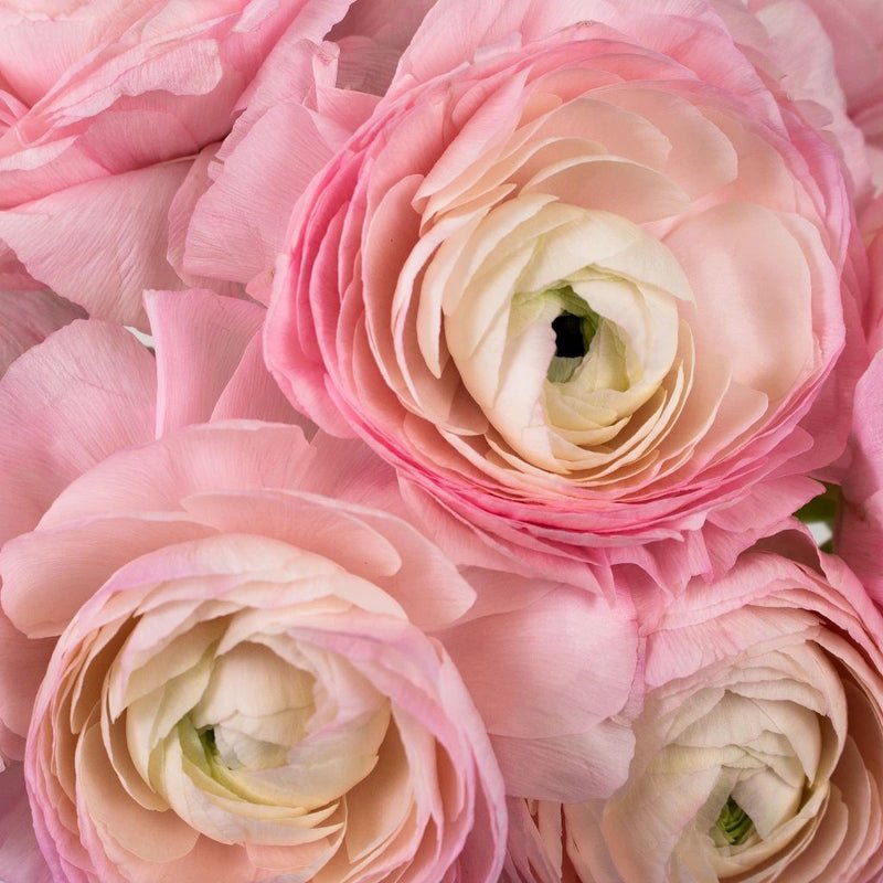 Ranunculus - Favola Cloony (10 Stems) - Laflora.ae