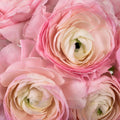 Ranunculus - Favola Cloony (10 Stems) - Laflora.ae