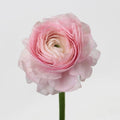 Ranunculus - Favola Cloony (10 Stems) - Laflora.ae