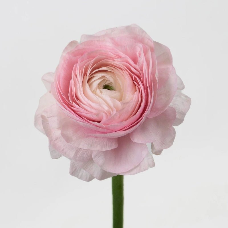 Ranunculus - Favola Cloony (10 Stems) - Laflora.ae