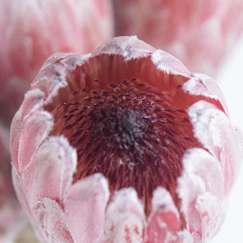 Protea - Pink Ice (2 Stem) - Laflora.ae