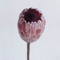 Protea - Pink Ice (2 Stem) - Laflora.ae