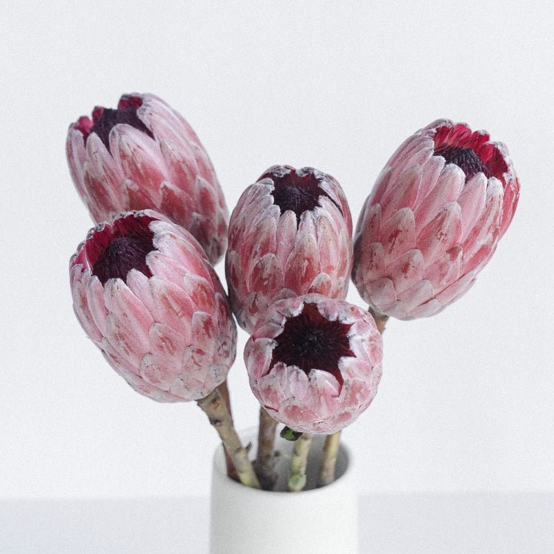 Protea - Pink Ice (2 Stem) - Laflora.ae