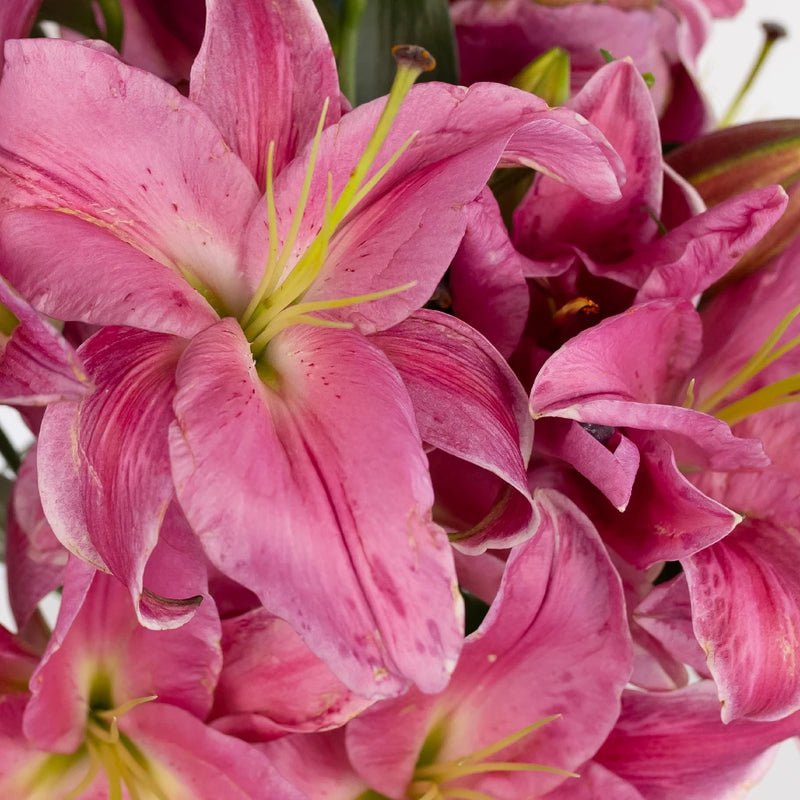 Lily - Pink Oriental (10 Stems) - Laflora.ae