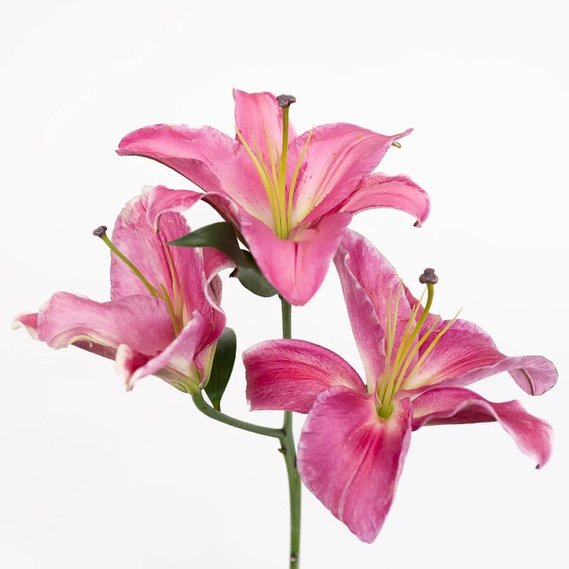 Lily - Pink Oriental (10 Stems) - Laflora.ae