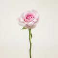 Rose - Soft Pink (20 Stems) - Laflora.ae