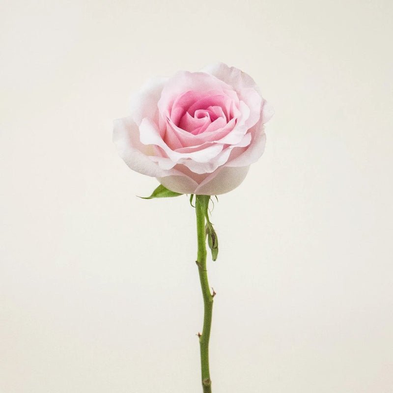Rose - Soft Pink (20 Stems) - Laflora.ae