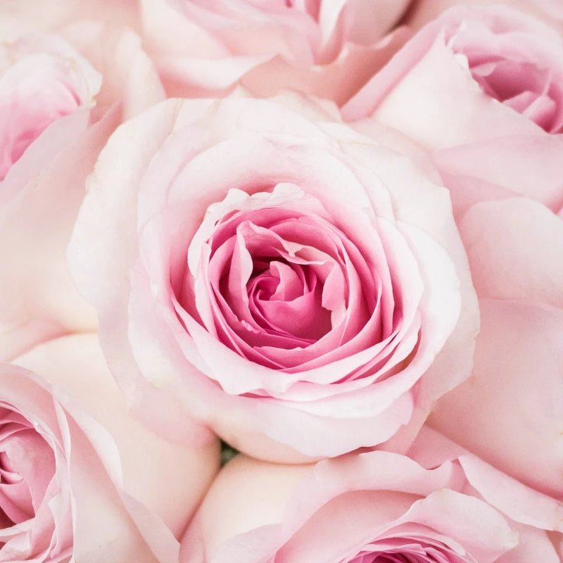 Rose - Soft Pink (20 Stems) - Laflora.ae