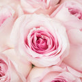 Rose - Soft Pink (20 Stems) - Laflora.ae