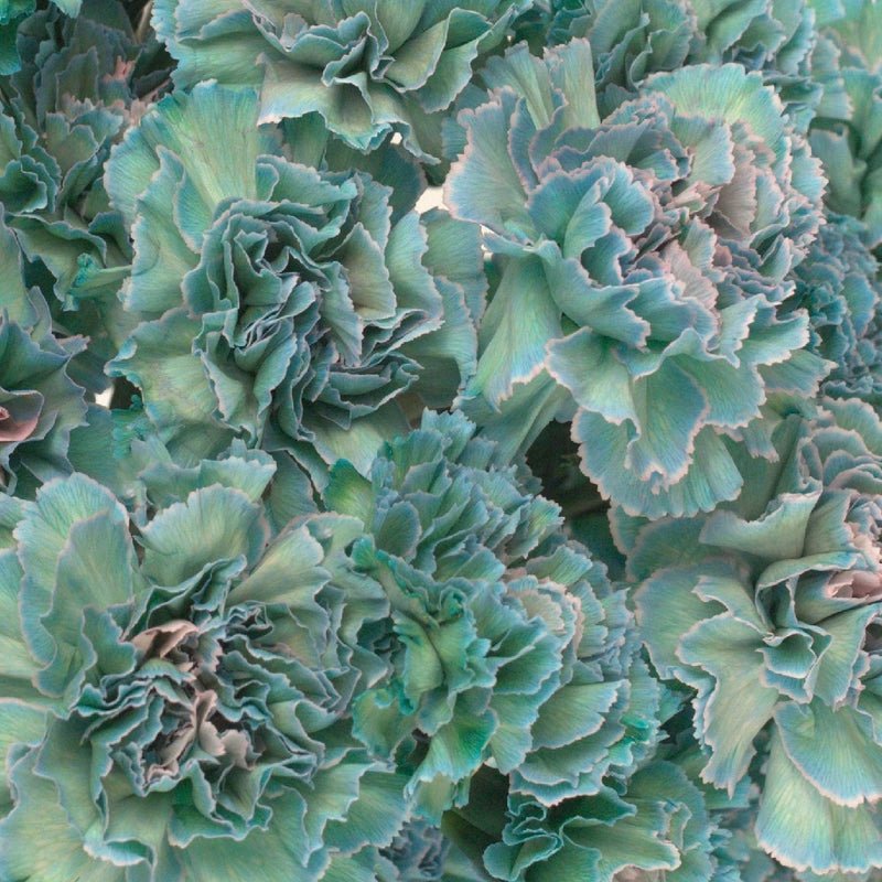 Carnation - Tinted Sailor (25 Stems) - Laflora.ae