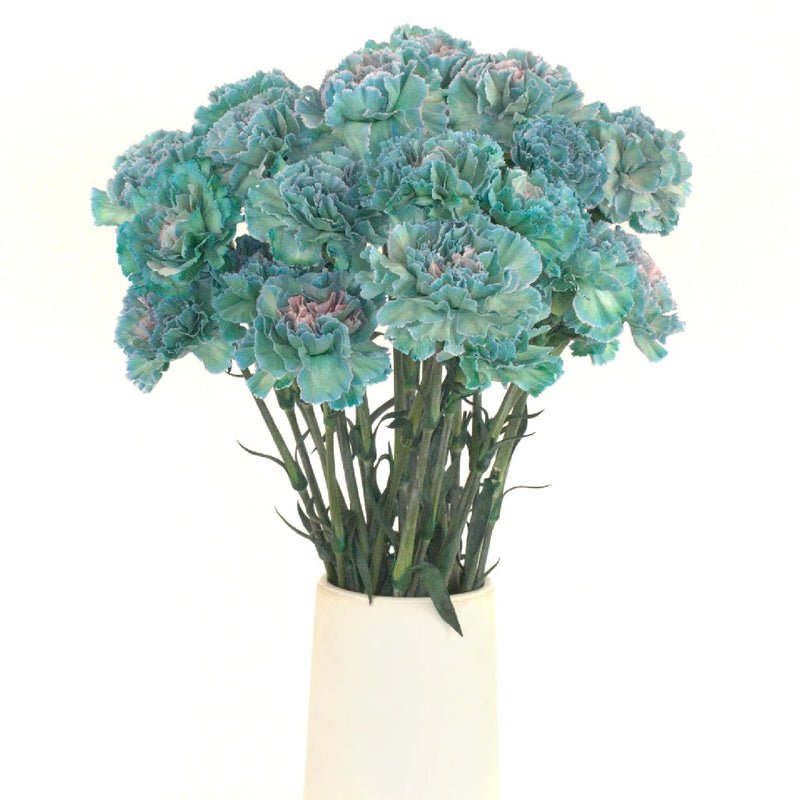 Carnation - Tinted Sailor (25 Stems) - Laflora.ae