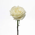 Rose - Playa Blanca (20 Stems) - Laflora.ae