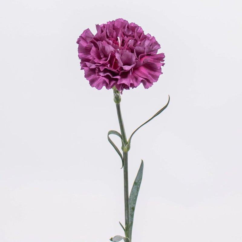 Carnation - Purple (20 Stems) - Laflora.ae