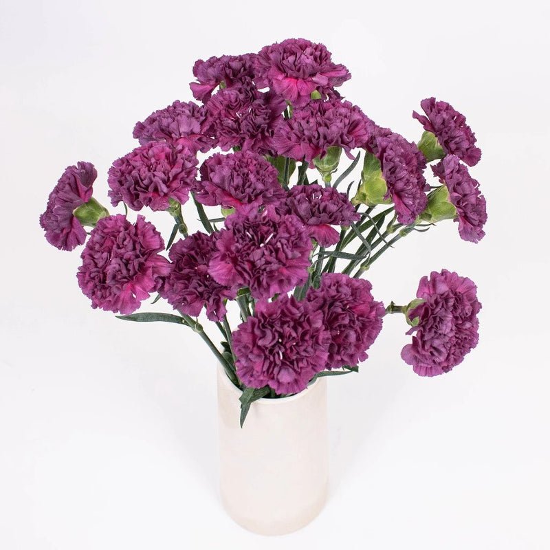 Carnation - Purple (20 Stems) - Laflora.ae