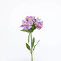 Purple Passion Alstroemeria (Bunch) - Laflora.ae