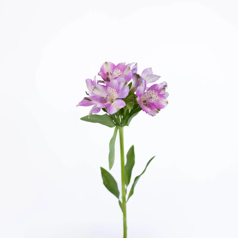 Purple Passion Alstroemeria (Bunch) - Laflora.ae