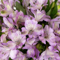 Purple Passion Alstroemeria (Bunch) - Laflora.ae