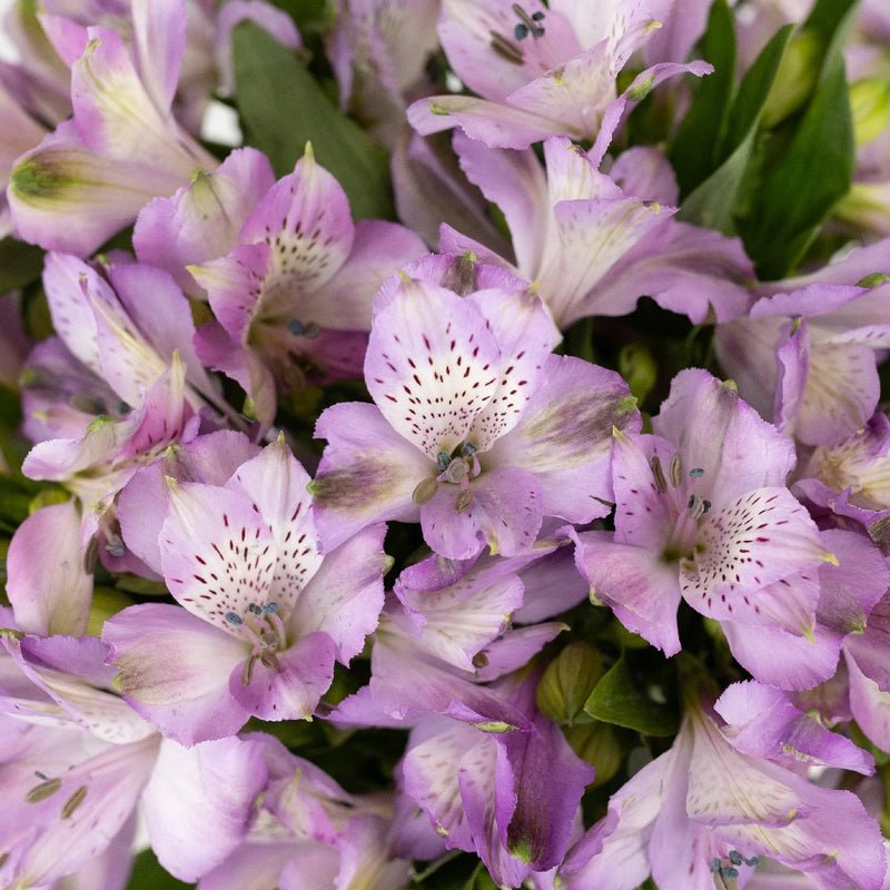 Purple Passion Alstroemeria (Bunch) - Laflora.ae
