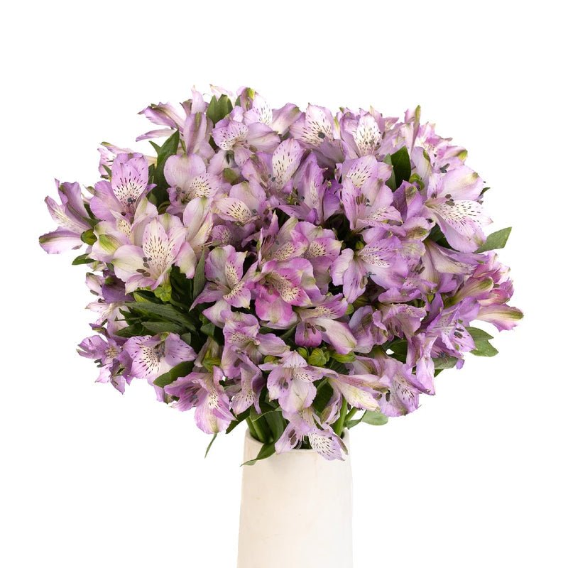 Purple Passion Alstroemeria (Bunch) - Laflora.ae