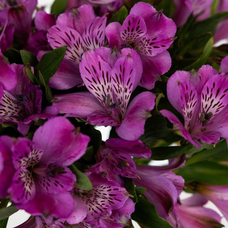 Purple Alstroemeria (Bunch) - Laflora.ae
