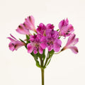 Purple Alstroemeria (Bunch) - Laflora.ae