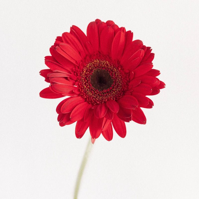 Gerbera - Red (10 Stems) - Laflora.ae