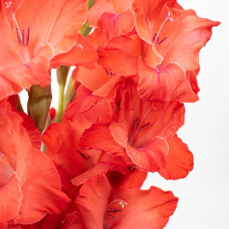 Gladiolus - Red (10 Stems) - Laflora.ae