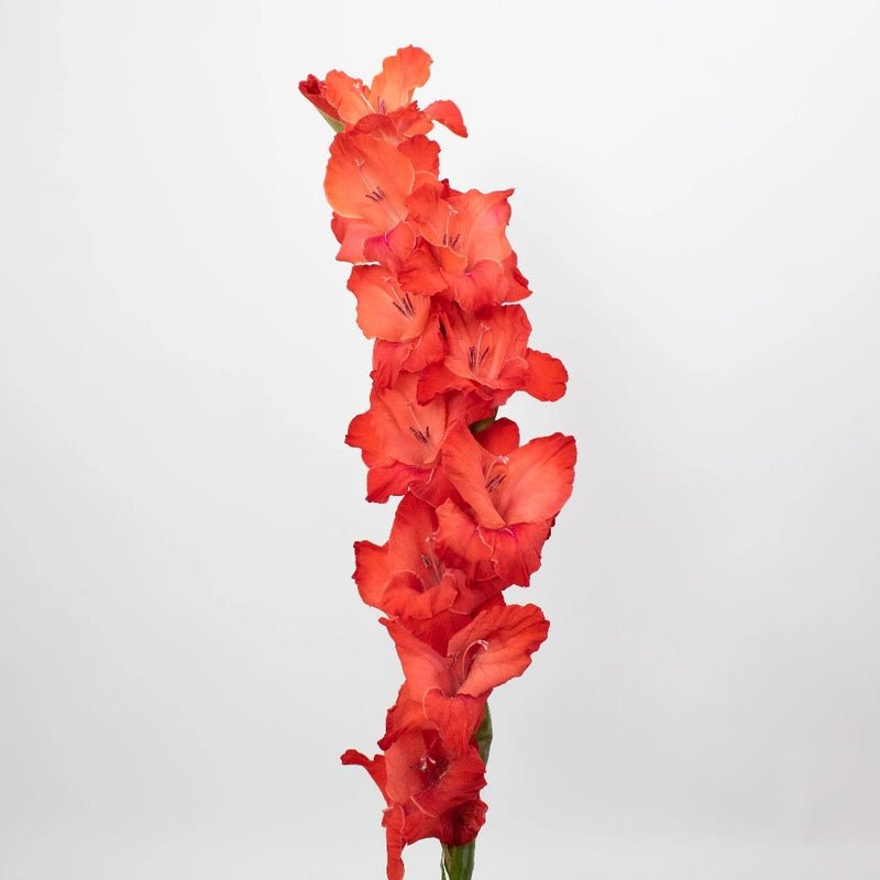 Gladiolus - Red (10 Stems) - Laflora.ae