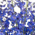 Delphinium - Royal Dark Blue (5 Stems) - Laflora.ae