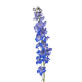 Delphinium - Royal Dark Blue (5 Stems) - Laflora.ae