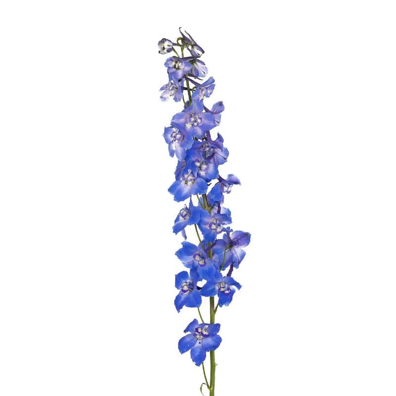 Delphinium - Royal Dark Blue (5 Stems) - Laflora.ae