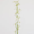 Delphinium - Royal White (7 Stems) - Laflora.ae